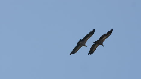 Two-griffon-vultures-gyps-fulvus-flying-side-by-side-over-the-gorges-du-Tarn